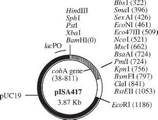 cysgaa|Use of cobA and cysGA as Red Fluorescent Indicators.
